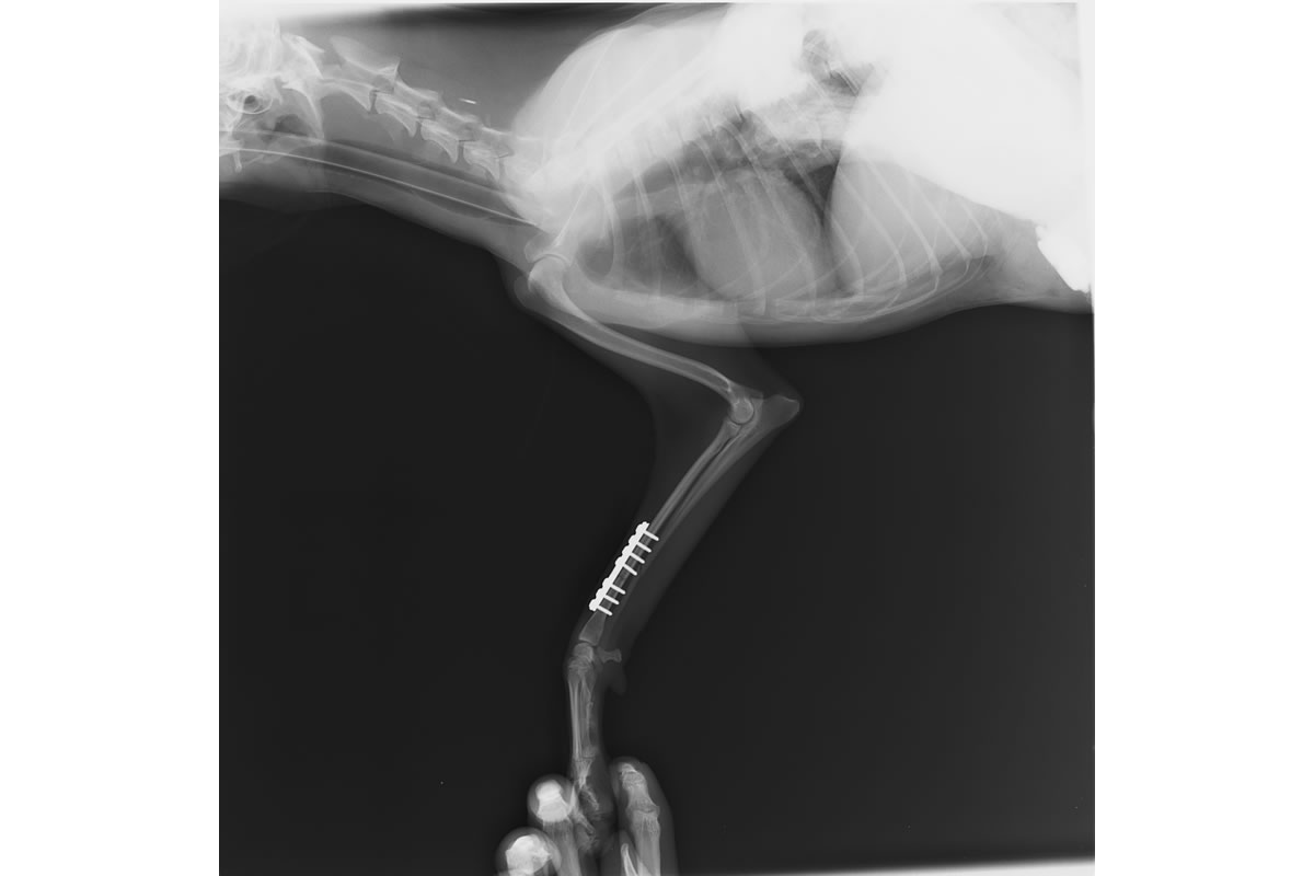 犬の橈尺骨骨折に対するプレート固定